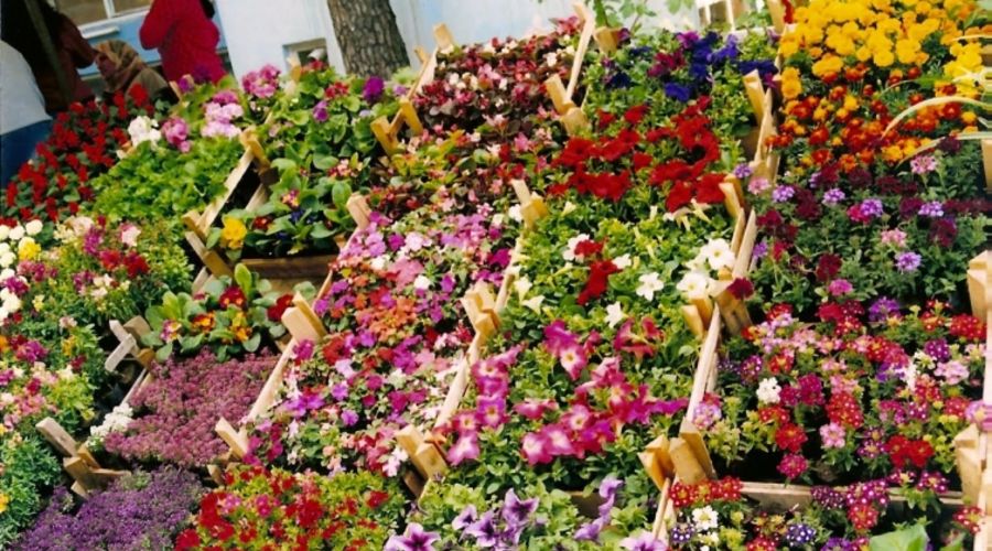 Bayındır Çiçek Festivali Turu (İstanbul Hareketli)
