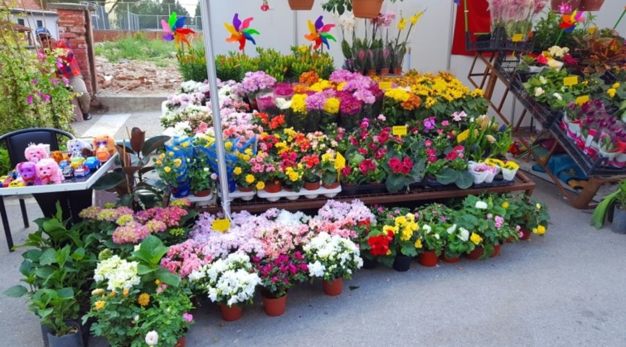 Bayındır Çiçek Festivali ve İzmir Köyleri Alaçatı